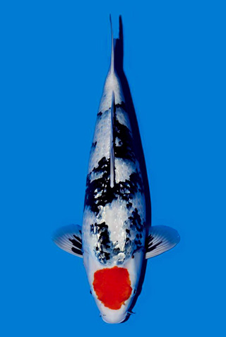 10366168_652701198171917_6657225562300313505_n