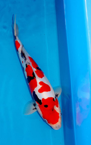 10330491_646841725397175_9007755327231207432_n