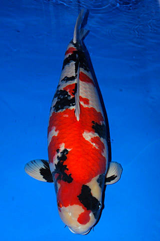 313863_248512345282896_616022261_n