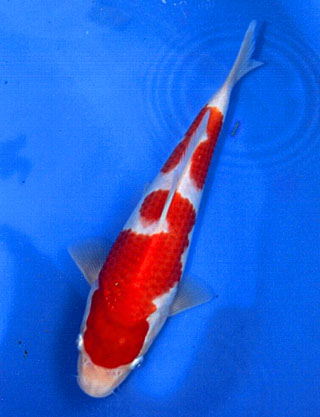 koi-image