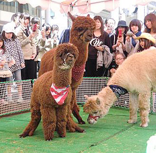 img_531285_33258595_0