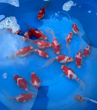 21686127_502183516810062_8649785164746651444_n