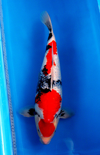 13 GR昭和 オス 45㎝