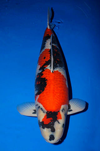 318331_248510625283068_553107849_n