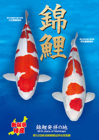 52koi