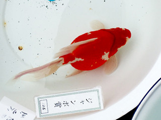 S__54296595