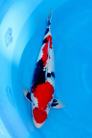 2-GR昭和 58cm