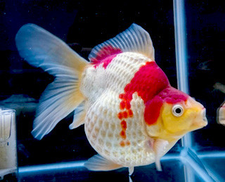 12998426_1010230472391630_2194676771867857521_o