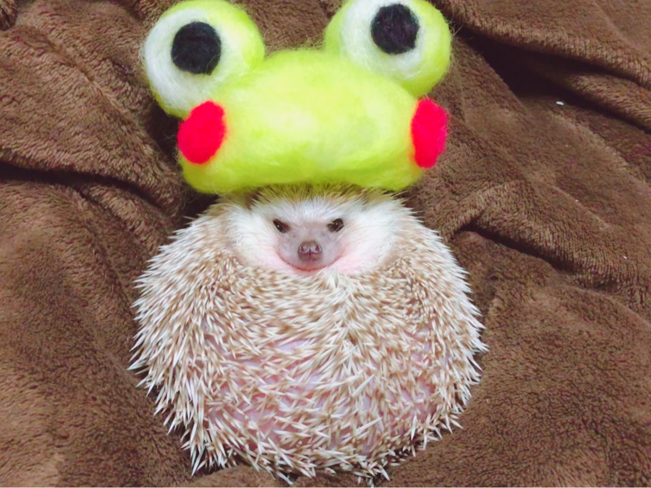 面白可愛い コスプレハリネズミことコスプレイヤー麦丸くんの 怒ると飛び跳ねるカエル 湿気対策 麦丸びよりブログ