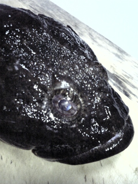 夜釣り エラコでドンコ爆釣にワームでカジカ 八戸港 蕪島 カジカ汁激うま 海釣りブログ 八戸港の防波堤 磯 漁港の釣り情報や釣果日記