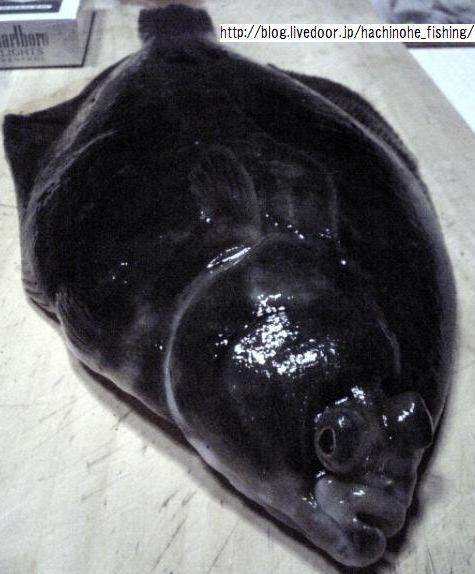 クロガシラガレイ 黒頭鰈 クロガレイ 黒鰈 カレイ 投げ釣り 八戸港 海釣りブログ 八戸港の防波堤 磯 漁港の釣り情報や釣果日記