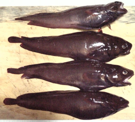 夜釣り エラコでドンコ爆釣にワームでカジカ 八戸港 蕪島 カジカ汁激うま 海釣りブログ 八戸港の防波堤 磯 漁港の釣り情報や釣果日記