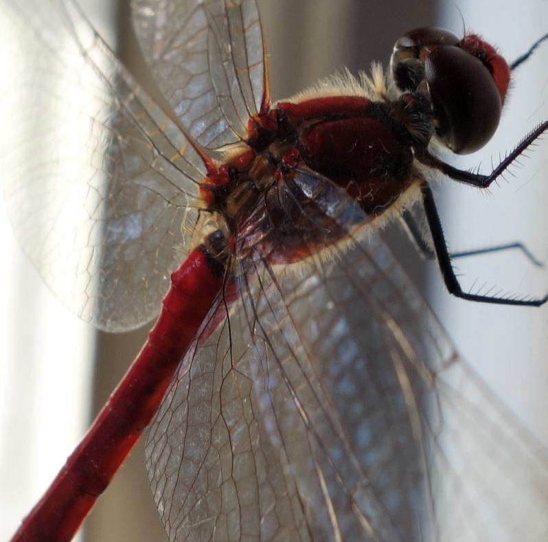 朝食中に頭をかすめた赤トンボを激写 ディスプレで見ると胸部全体が大相撲の高安関に似てすごく毛深い ２年５組 学級通信 あこがれ あきらめ ムカツキ ヤケクソ日記