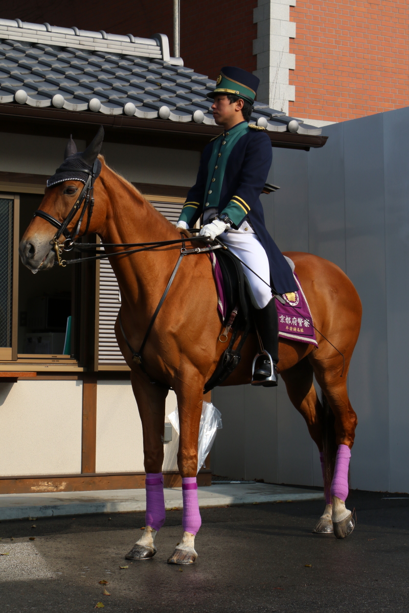 京都府警察 平安騎馬隊 ギガ馬運車 冴えないブログの綴りかた