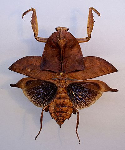 Deroplatys_truncata_TPopp