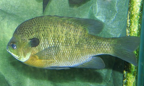 640px-Bluegill_(Lepomis_macrochirus)