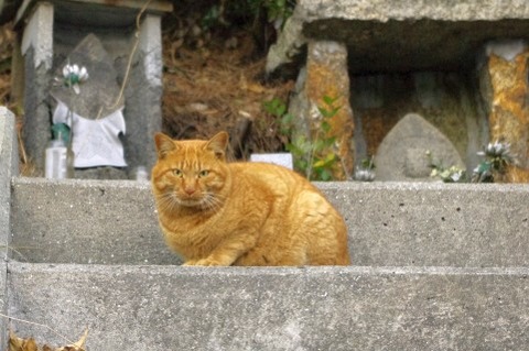 田舎の怖い話