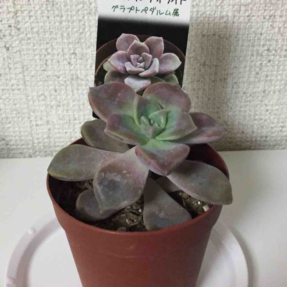 多肉植物1年半 カエティ 箱入りゲーマー夫婦 多肉植物1年半 カエティ 箱入りゲーマー夫婦