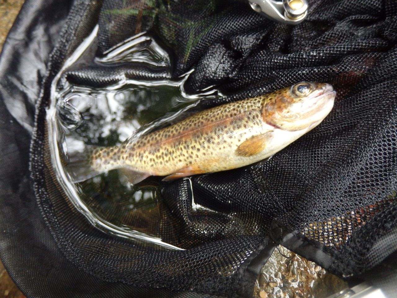 渓流ルアー 令和元年最後の放流日 川から山の幸 危険生物出現 ほぼ里川日記