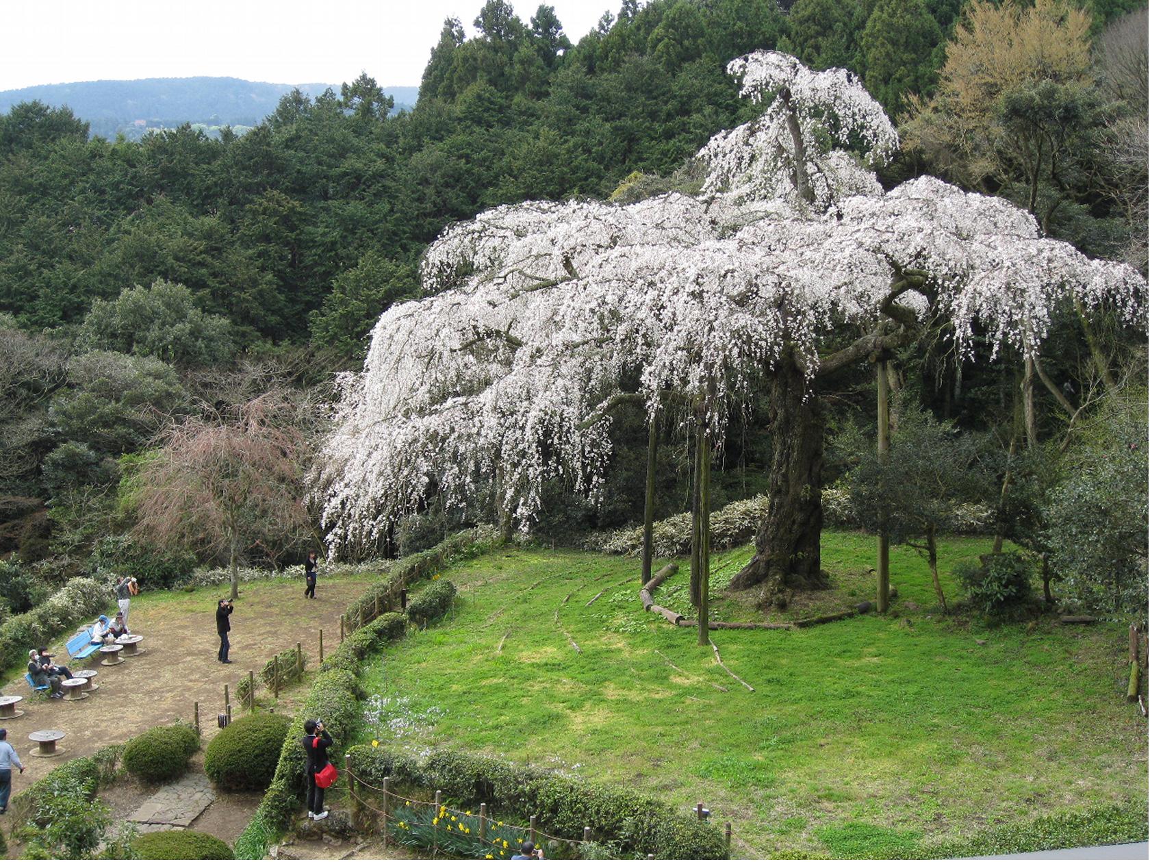 樹齢３３０年のしだれ桜見頃です 小田原市入生田 長興山紹太寺 秦野しぶさわ地区情報ネット