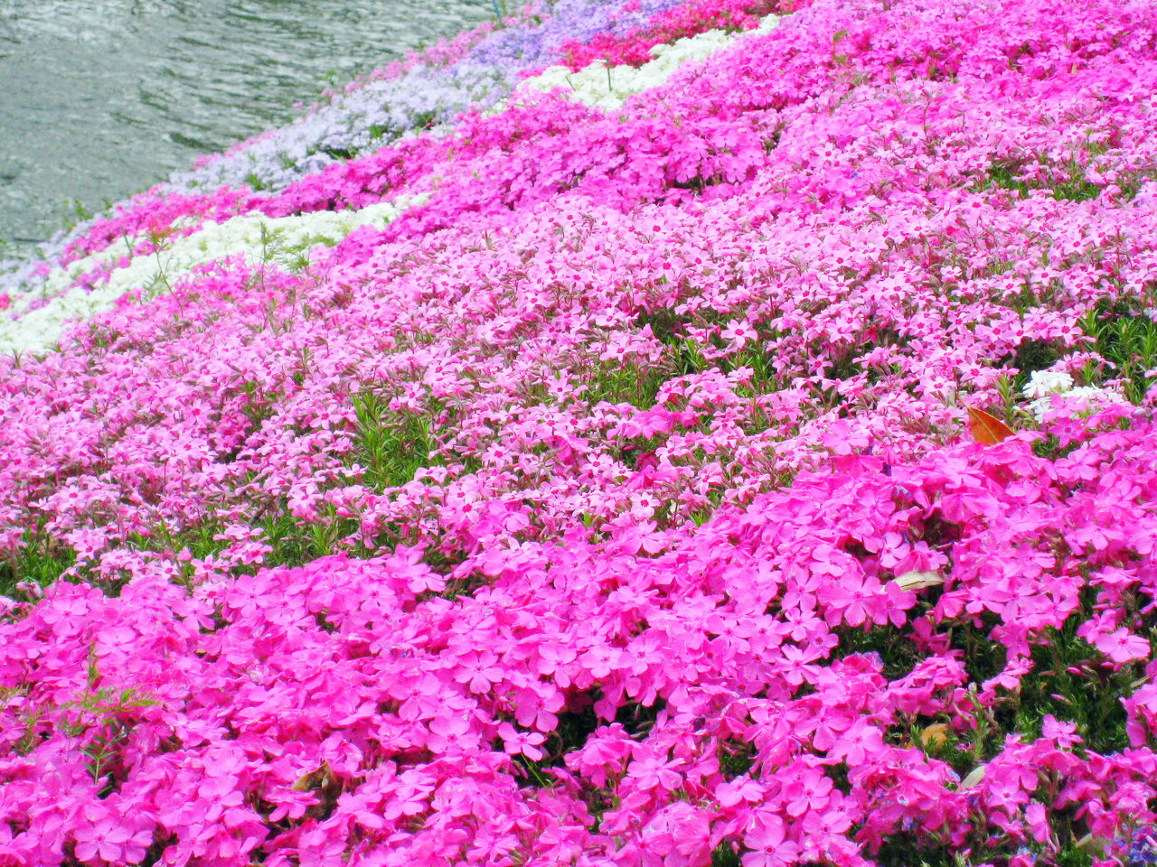 伊勢原市渋田川の芝桜 咲き始めています 秦野しぶさわ地区情報ネット 伊勢原市渋田川の芝桜 咲き始めています 秦野しぶさわ地区情報ネット