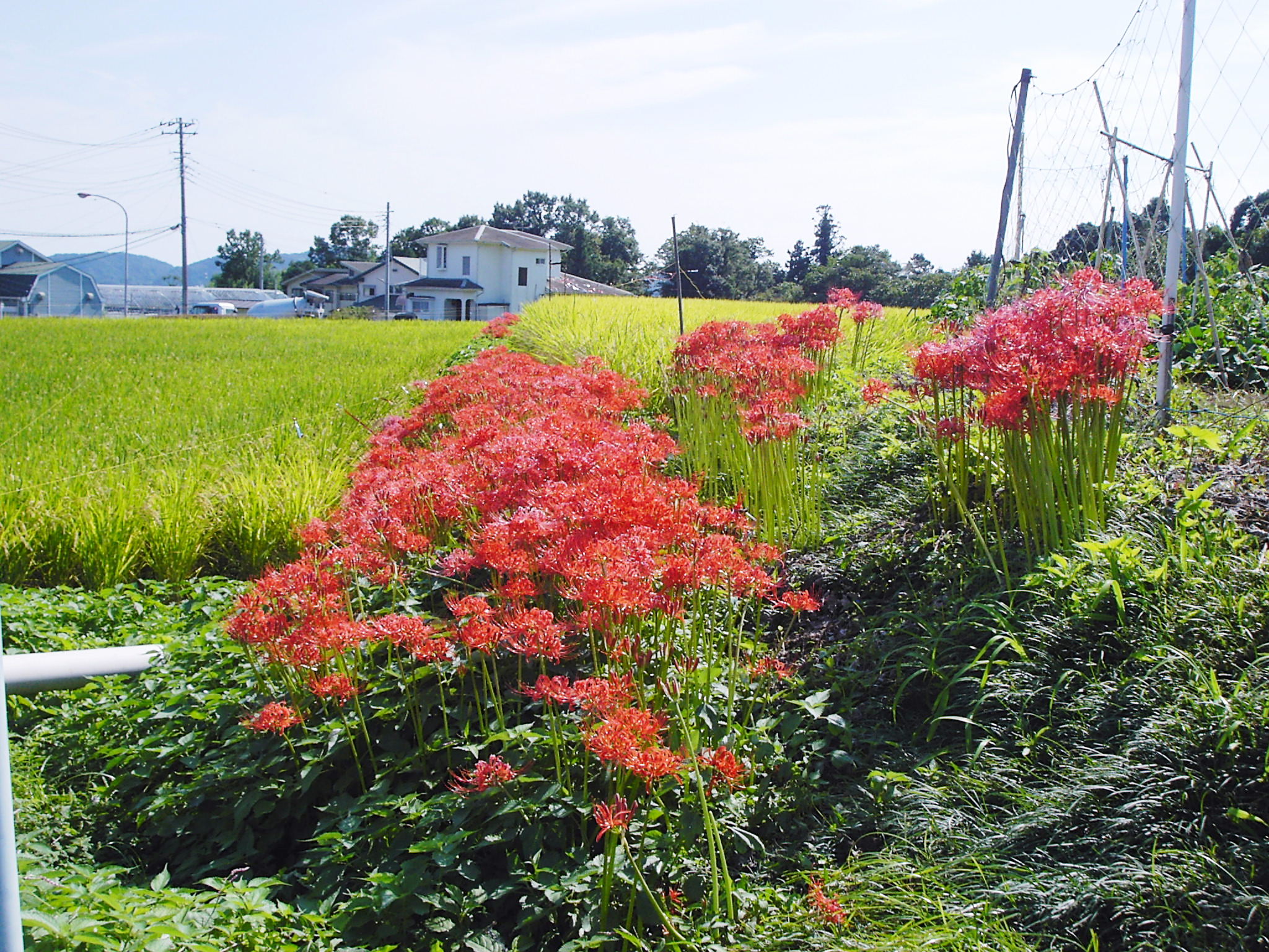 白い彼岸花の咲くお寺はこちらです 秦野市 大和市 秦野しぶさわ地区情報ネット