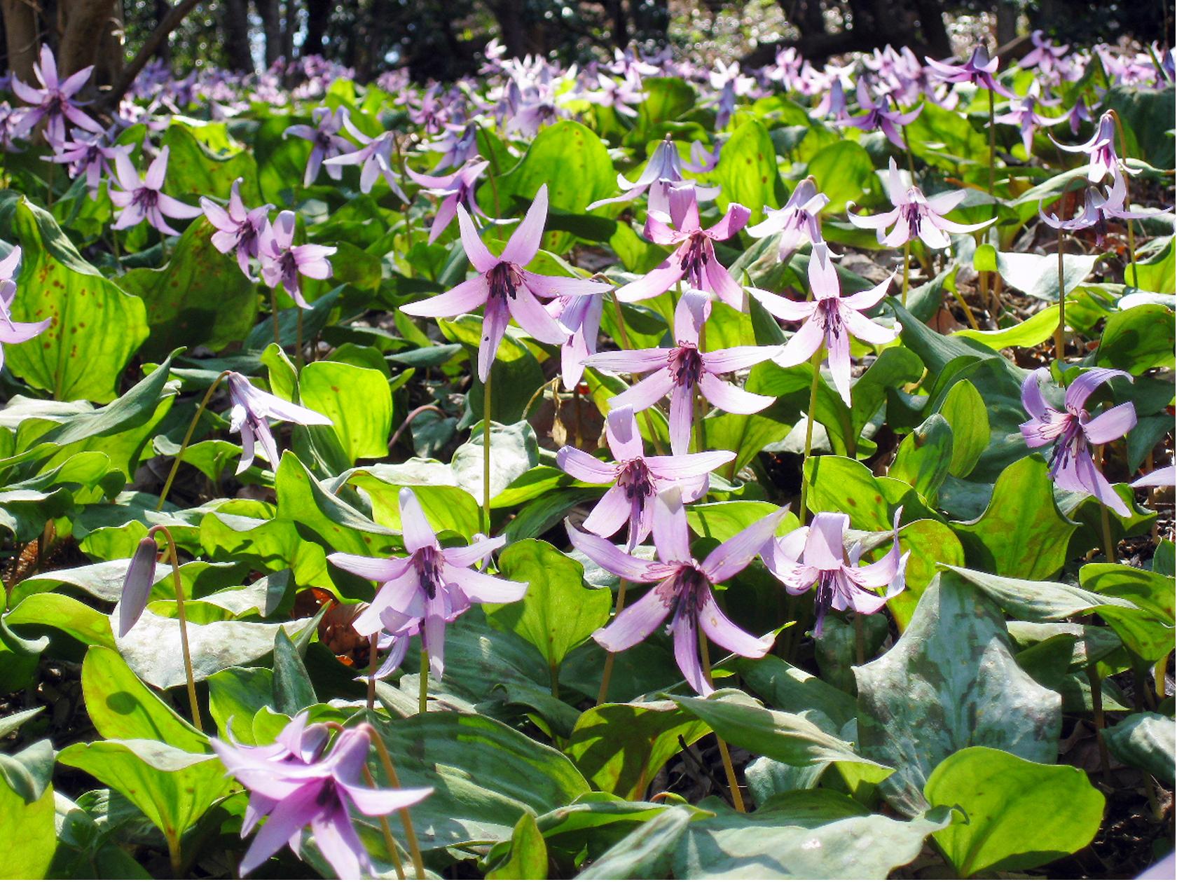 カタクリの花、満開です！！ 相模原市城山 カタクリの里 : 秦野しぶさわ地区情報ネット