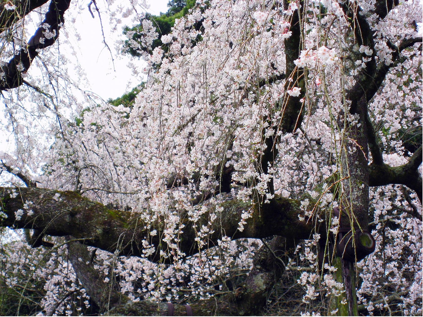 樹齢３３０年のしだれ桜見頃です 小田原市入生田 長興山紹太寺 秦野しぶさわ地区情報ネット