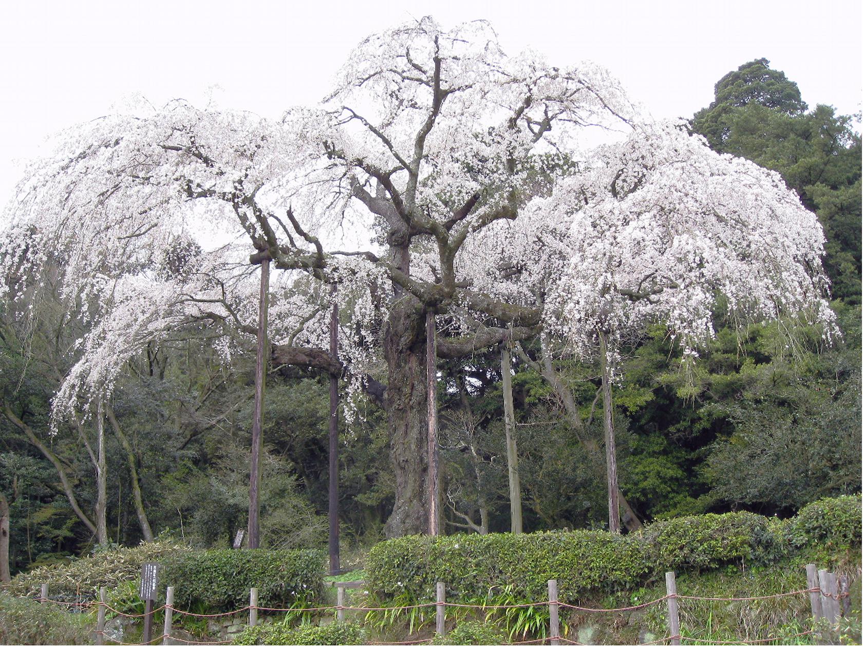 樹齢３３０年のしだれ桜見頃です 小田原市入生田 長興山紹太寺 秦野しぶさわ地区情報ネット