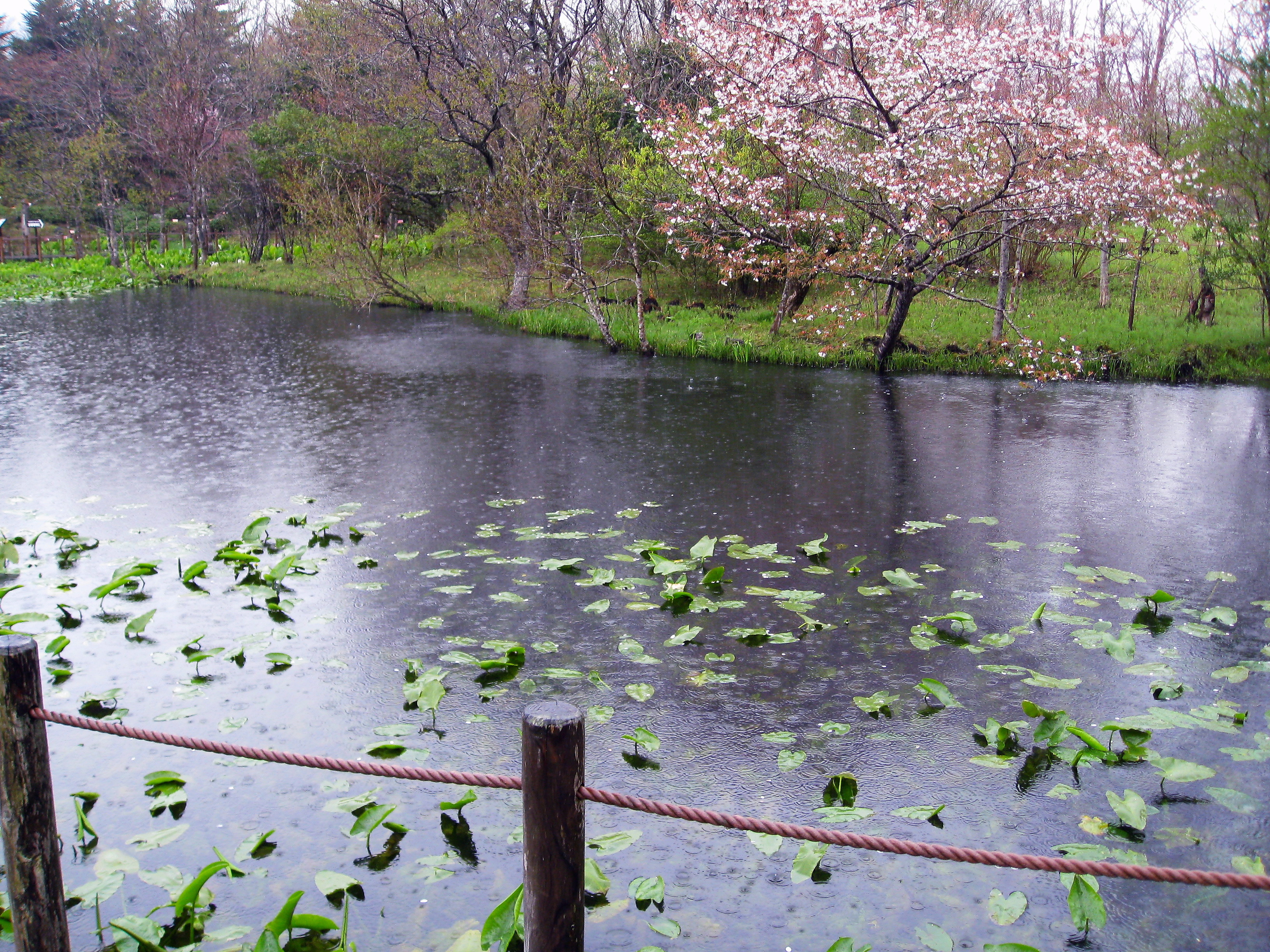 箱根湿生花園の最新映像お届けします 秦野しぶさわ地区情報ネット