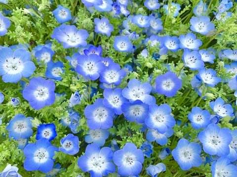20260430 イヌノフグリではありません、ネモフィラ。花言葉は「何処でも成功」