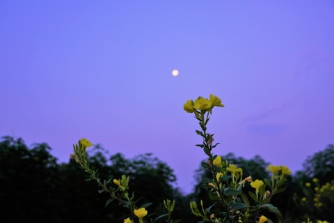 20230602 待てど暮らせど来ぬ人をー