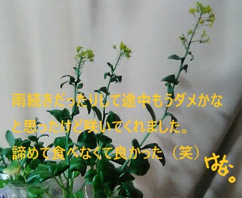 20240508 見出し用