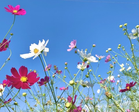 20251015 コスモス