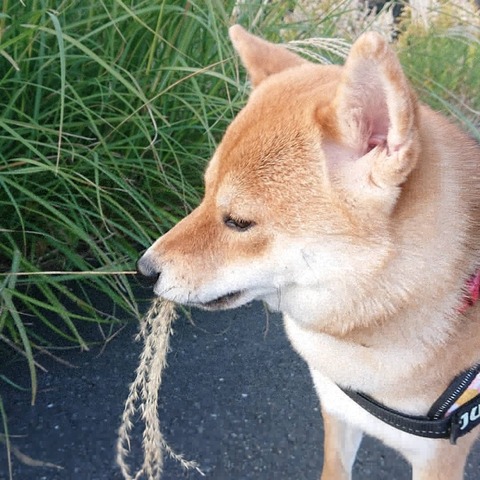 20251019 秋草の向こうを帰る茂木さん「イメージです」②(笑)