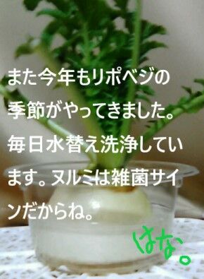 20231220 また今年もリポベジの季節ｖ