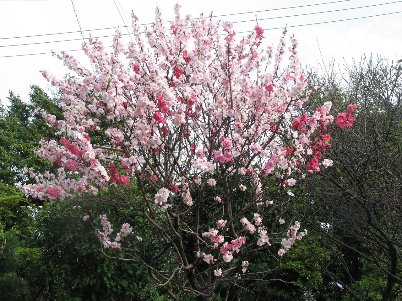 1本の木に2種類の色の花 Yoshiakiの家
