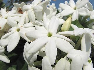 star_jasmine03