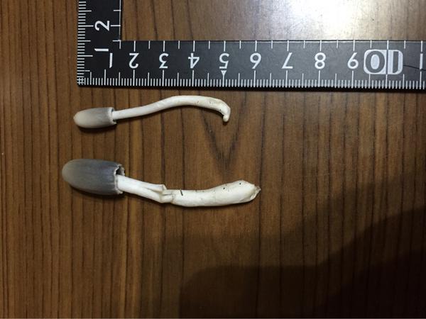 画像 靴下から生えてきたきのこが話題にwwww 禿同ニュース速報 まとめサイト 画像 靴下から生えてきたきのこが話題にwwww 禿同ニュース速報 まとめサイト