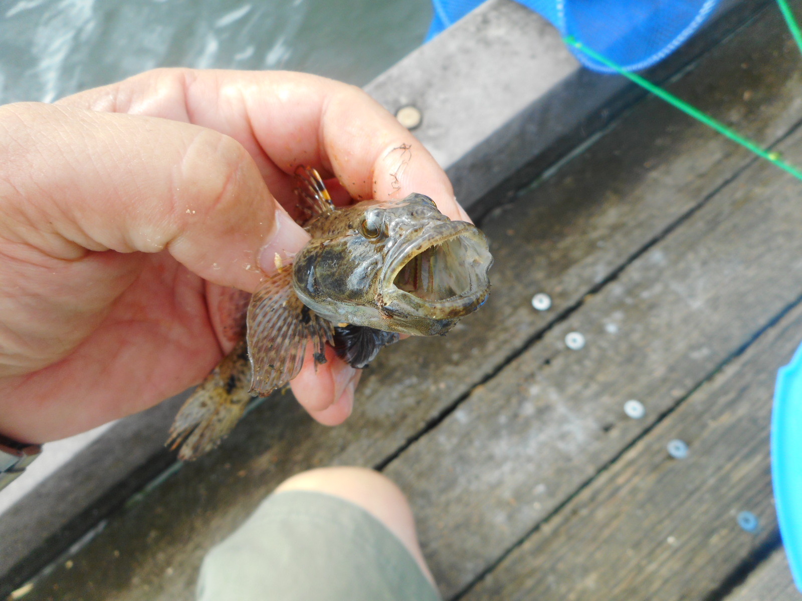 18年52回目の釣り 18 9 3 クリちゃん大ヒネ狙い2回目 いいたいほうだい