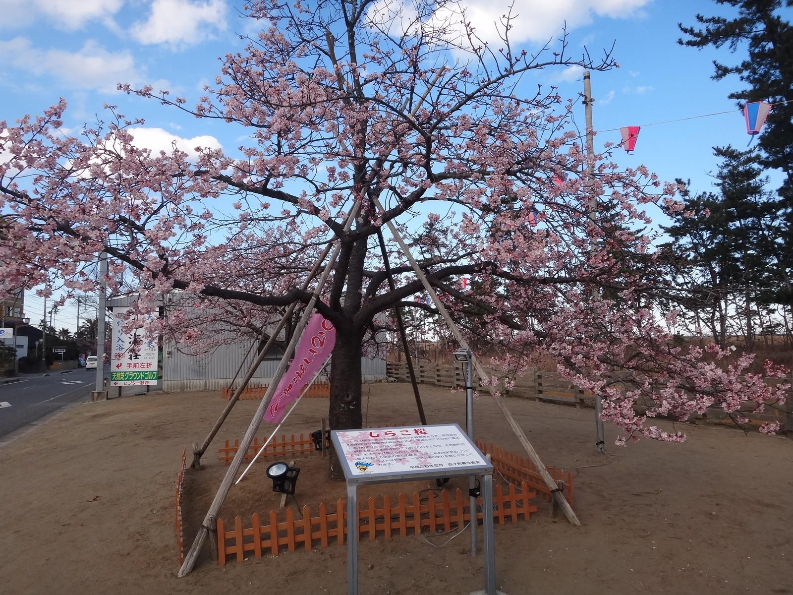白子温泉桜祭り 2 14開花状況 いいたいほうだい 白子温泉桜祭り 2 14開花状況 いいたいほうだい