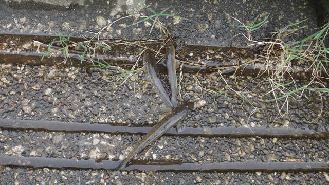 DSC04071