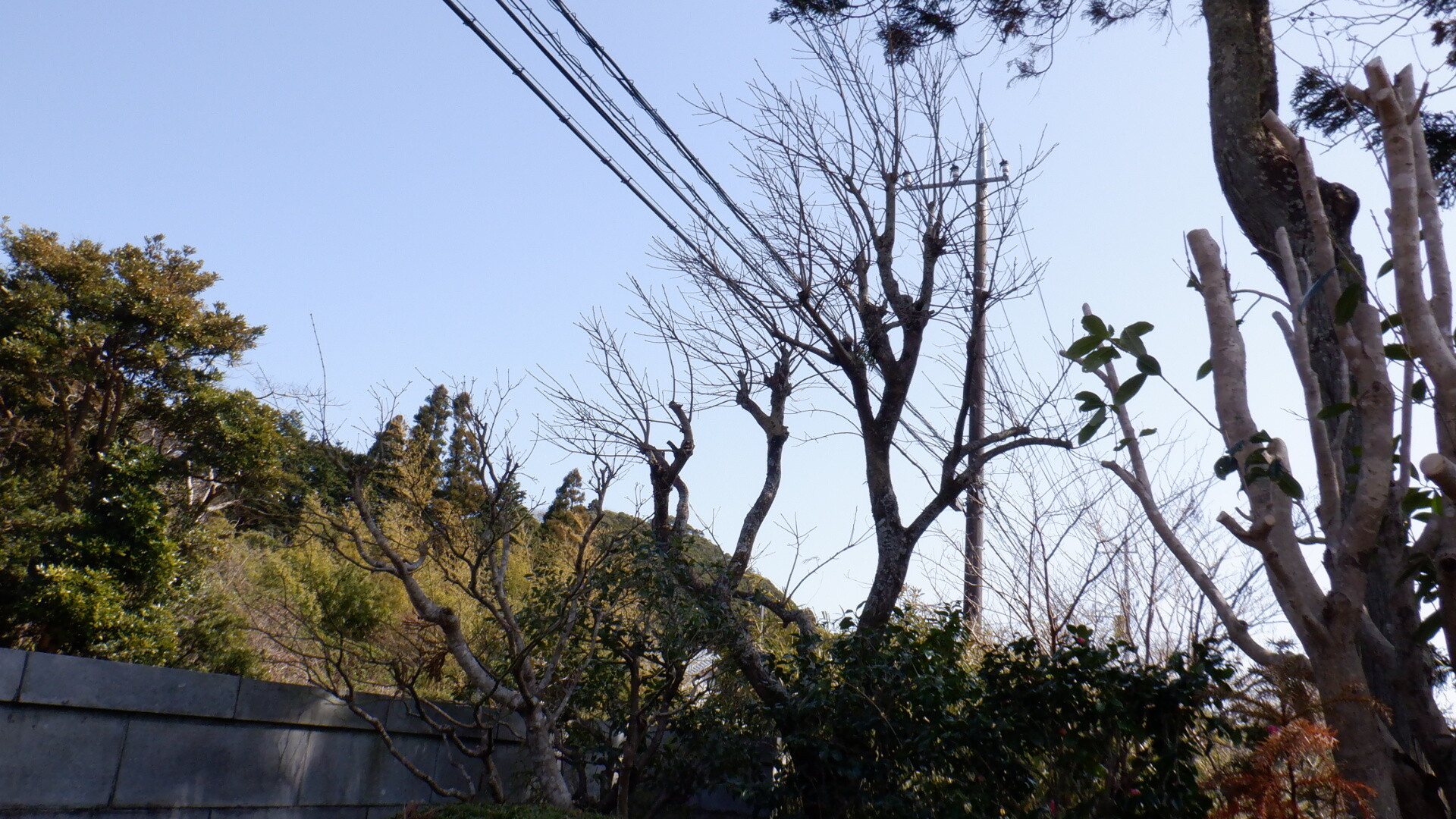 柿の木の剪定 いいたいほうだい