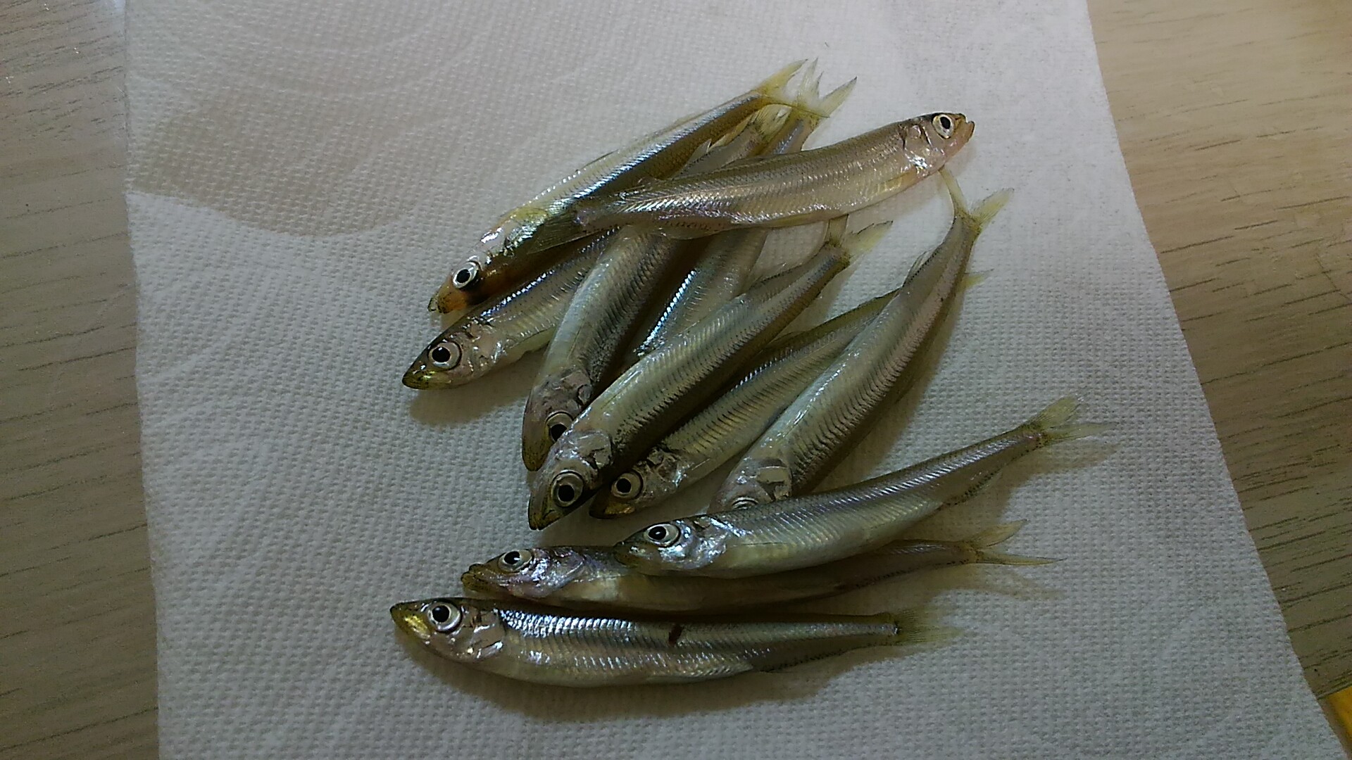 19年15回目の釣り 19 2 6 高滝湖 ワカサギ ドーム桟橋デビュー いいたいほうだい