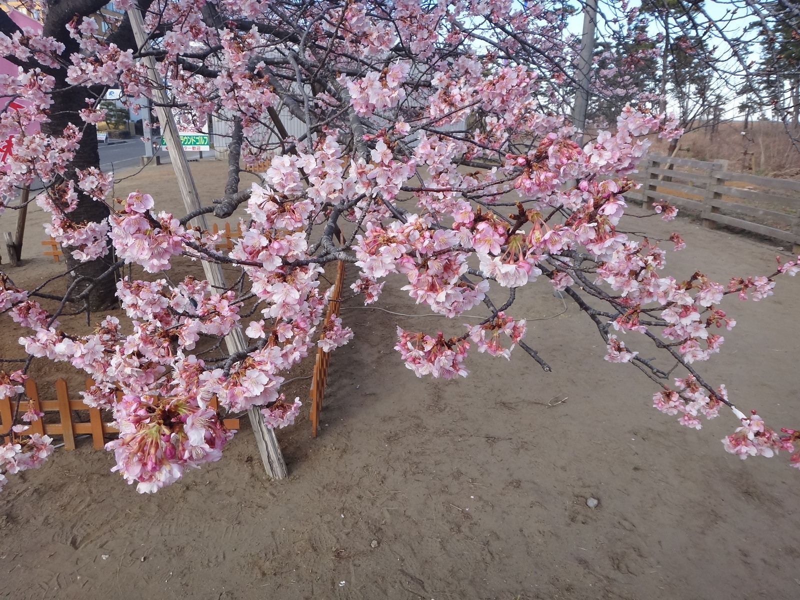白子温泉桜祭り 2 14開花状況 いいたいほうだい