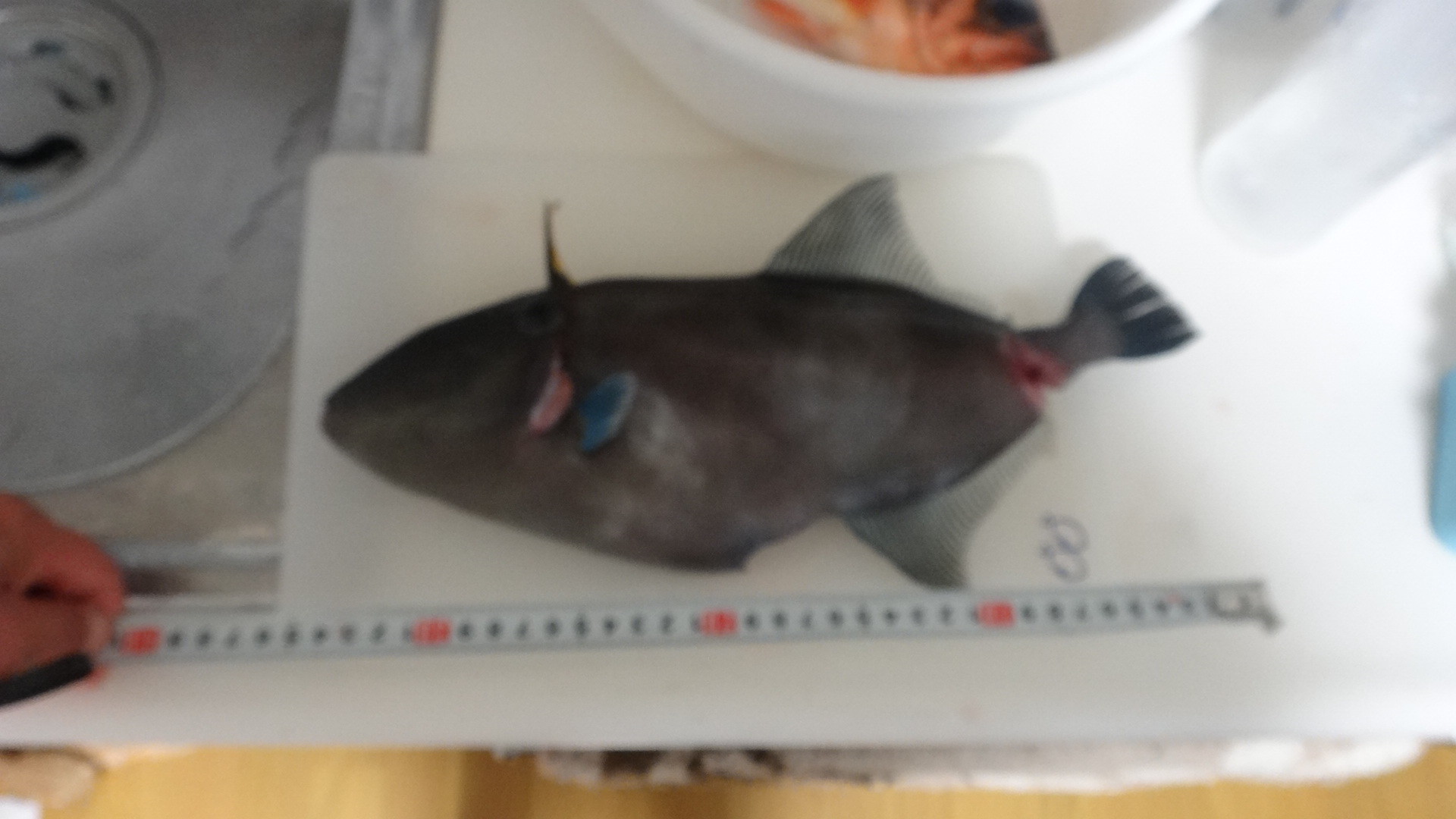 魚も釣れすぎると困ってしまうよ いいたいほうだい