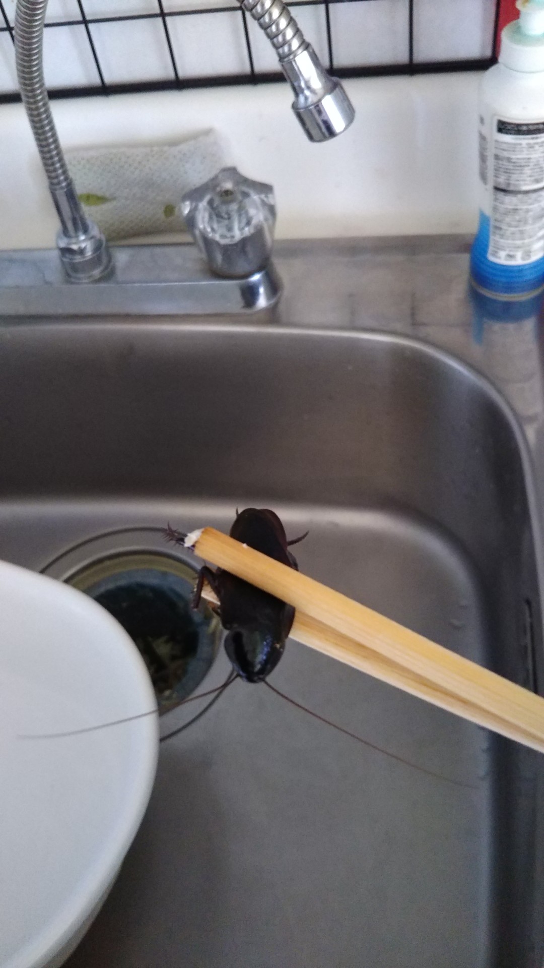 すごいねゴキブリほいほい 一発だぁね いいたいほうだい