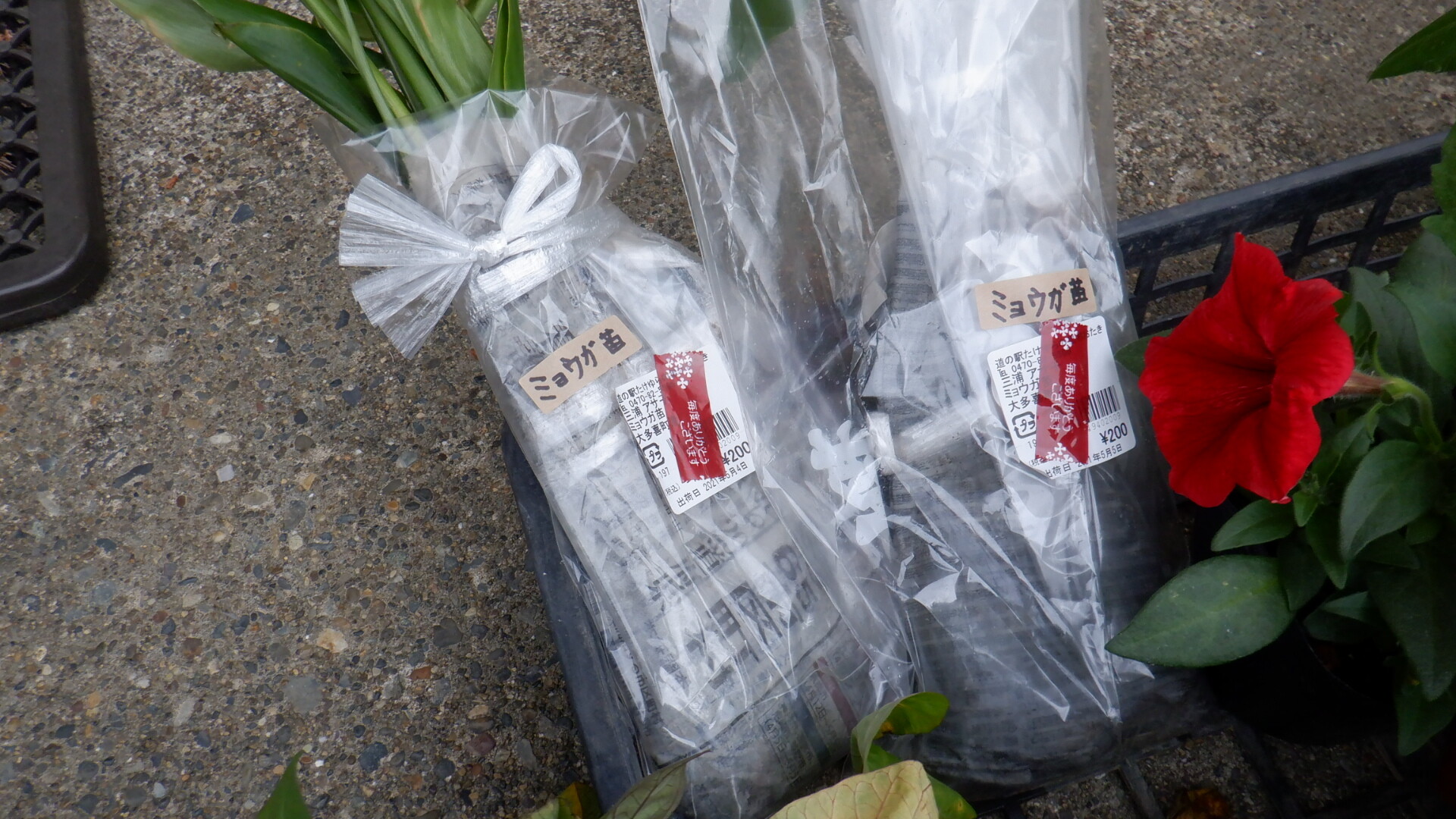 ミョウガの芽が出た いいたいほうだい