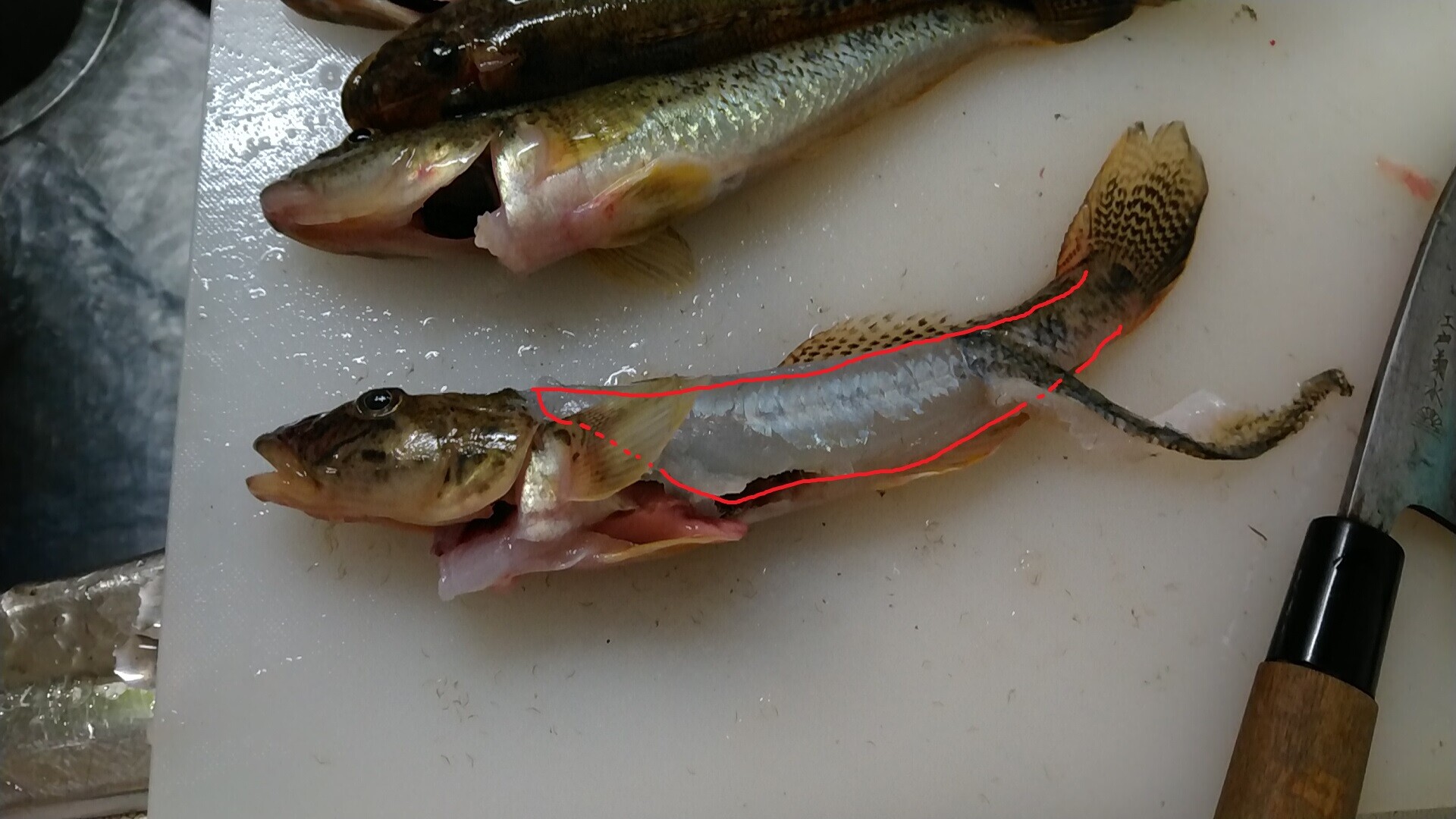 ハゼの肝醤油の作り方 いいたいほうだい ハゼの肝醤油の作り方 いいたいほうだい