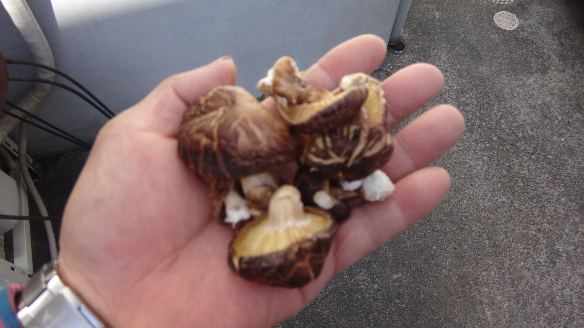 生シイタケは失敗したけど干シイタケとしては秀悦 いいたいほうだい